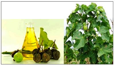 باحث بـ«القومي للبحوث» يبتكر أول معصرة حديثة لإنتاج الزيت الحيوي