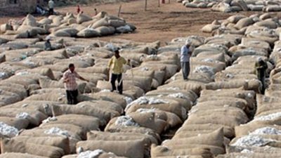 بالصور.. مؤسسات حكومية تخالف القانون.. الجمعية الزراعية تخزن القطن في شوارع كفر الشيخ.. «أميرى الإسكندرية» تلقى نفايتها في الشارع.. حرق قش الأرز داخل كلية الزراعة.. و129 مصنعا حكوميا يلوثون 