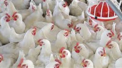ارتفاع أسعار الدواجن اليوم.. وكيلو البيضاء بـ34 جنيها