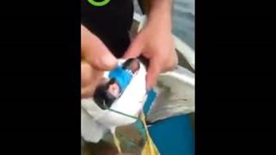 بالفيديو.. شابان يفجران الألعاب النارية في نورس أثناء طيرانه