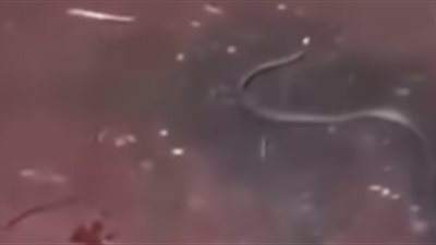 اقتحام أفعى مجمع مطبعة المصحف الشريف بالمدينة ولدغ موظف ( فيديو)