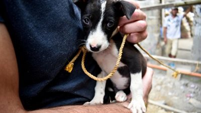 جرو يرى العشب الأخضر للمرة الأولى يذيب قلوب الإنترنت (فيديو)