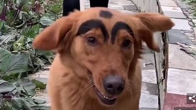 امرأة تمنح كلبها حاجبين يثيران جدلا (فيديو وصور)