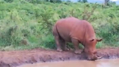 صغير وحيد قرن يخاطر بحياته أمام ذكر ضخم (فيديو)