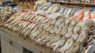أسعار الأسماك اليوم 1 /3 /2019.. والبلطي يسجل 25 جنيها