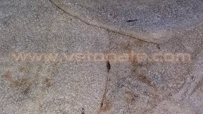 بالصور.. مواطن يعثر على «صراصير» داخل الخبز في الشرقية