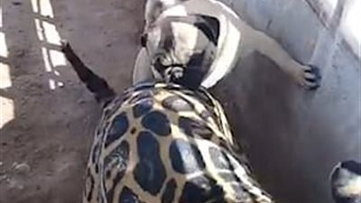 كلب يهاجم نمرا في قفصه (فيديو وصور)