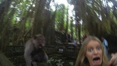 بالفيديو والصور.. قرد يصفع فتاة حاولت أخذ «سيلفي» معه