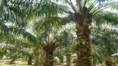 150 مليون دولار واردات مصر من الزيت الماليزي في عام