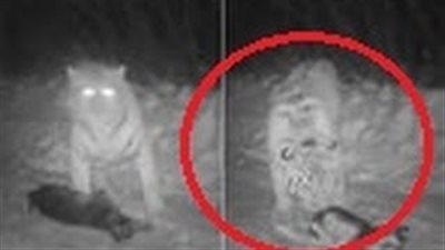 بالفيديو.. نمر الرئيس 