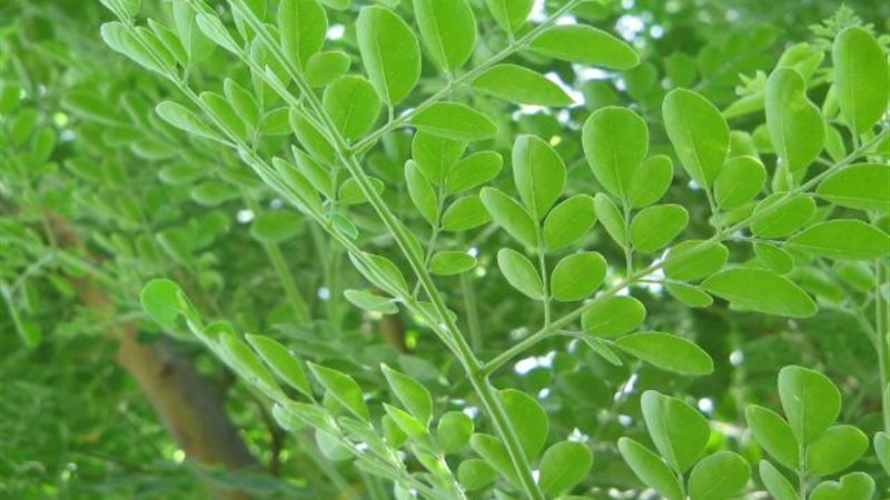 نبات المورينجا 