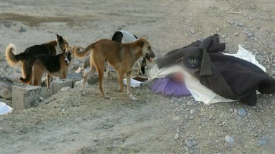 «وإذا الموءودة سئلت.. بأي ذنب قتلت».. الكلاب تنهش رضيعا في شبرا الخيمة.. تعفن جثة آخر بعد إلقائه وسط القمامة بدار السلام.. والحشرات تتغذى على جسد طفل بطريق فايد الصحراوي