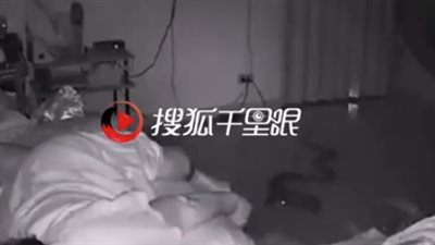 لقطات مرعبة للثعابين تقتحم غرفة نوم امرأة (فيديو)