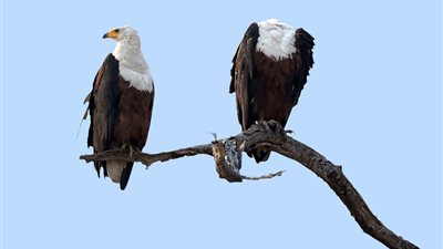 أغرب صور الخداع البصري في البرية (صور)