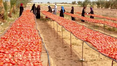 حجم التصدير 20 طنا سنويا.. الطماطم الإسناوية تغزو دول أوروبا (فيديو وصور)