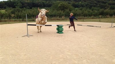 ثور يعتقد نفسه حصانا وينافس في قفز الحواجز (فيديو وصور)