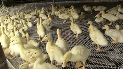 طرح دفعة ثانية من البط والكتاكيت للمربين بالوادي الجديد