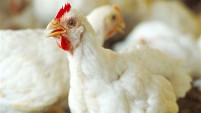 «الثروة الداجنة» تطالب الحكومة باليقظة الدائمة في مواجهة الأمراض الوبائية