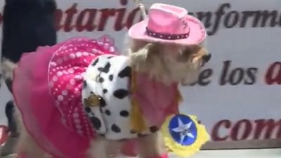 معرض لأزياء الكلاب في فنزويلا تزامنا مع أحداث سياسية عاصفة (فيديو)