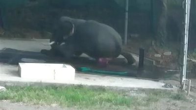 لقطات مروعة لانتقام فيل من رجل ضربه (فيديو وصور)