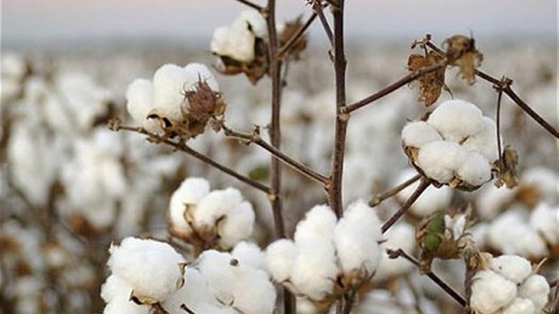القطن 