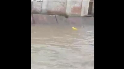 كلب يحاول إنقاذ صاحبه من الغرق وسط ضحكات المتفرجين (فيديو)