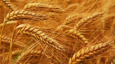 نقيب الفلاحين: 800 جنيه سعر عادل لأردب القمح