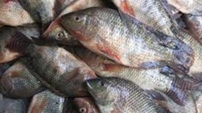 أسعار الأسماك اليوم 6/ 3/ 2019.. وكيلو البلطي بـ25 جنيها