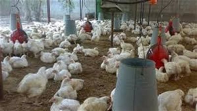 «تجارية القاهرة» تطالب بتوفير الأمصال واللقاحات لمواجهة إنفلونزا الطيور
