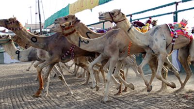 سيناء تستعد لاستضافة مهرجان الهجن