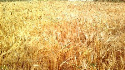 زراعة 106 آلاف و850 فدان قمح بالمنوفية