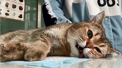 رد فعل قط استيقظ بعد عملية جراحية (فيديو وصور)