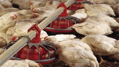 تحرير 31 محضر بيئة لأصحاب مزارع الدواجن في «منفلوط»