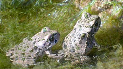 تغير المناخ يهدد بانقراض البرمائيات في فنزويلا