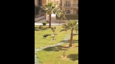 مشاجرة في الرحاب بسبب دخول كلبين منزل مجاور لمالكهما وإرهاب الأطفال (فيديو)