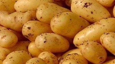 ارتفاع أسعار البطاطس بالأسواق.. والكيلو بـ8 جنيهات (فيديو)
