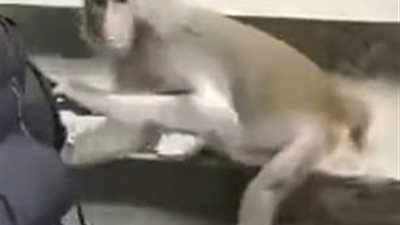 قرد يثبت عائلة لسرقتها ومفاجأة غير متوقعة (فيديو وصور)