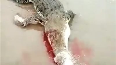 رجل يحطم رأس تمساح بمطرقة في مشهد مروع (فيديو وصور)