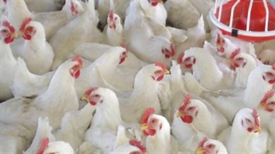 أسعار الدواجن اليوم 10 /3 / 2019.. والكيلو يسجل 30 جنيها