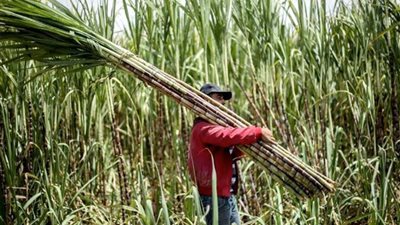 «زراعة البرلمان» تطالب بحضور 3 وزراء لحسم أزمة سعر قصب السكر