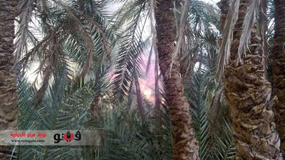 بالصور للمرة الثانية.. الرياح تتسبب في احتراق مزرعة نخيل بالوادي الجديد