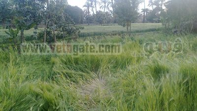 نقيب مزارعي القصب: وقف صرف السماد حتى الانتهاء من 