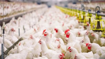 الغرف التجارية: 23 جنيها سعر كيلو الدواجن في شهر رمضان