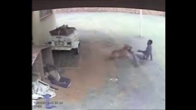 بالفيديو.. كلاب تنهش لصا وتمنعه من تنفيذ السرقة