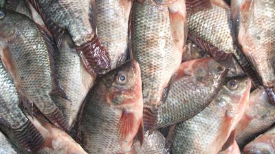 تعرف على طرق الوقاية من ديدان الأسماك