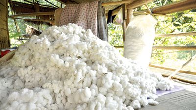 زراعة أسيوط تطالب بتحديد أسعار القطن لتشجيع المزارعين