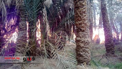 الحماية المدنية تسيطر على حريق بمزرعة نخيل بالداخلة