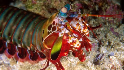 جمبري المانتيس مصدر إلهام في الكشف عن السرطان