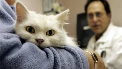 باحثون مصريون يكتشفون علاجًا لـ«مرض القطط»