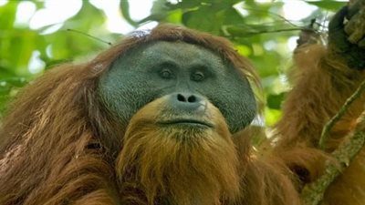 منظمة بيئية تسعى لوقف بناء سد يهدد نوعا نادرا من إنسان الغاب